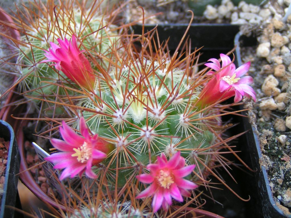 Mammillaria pullihamata